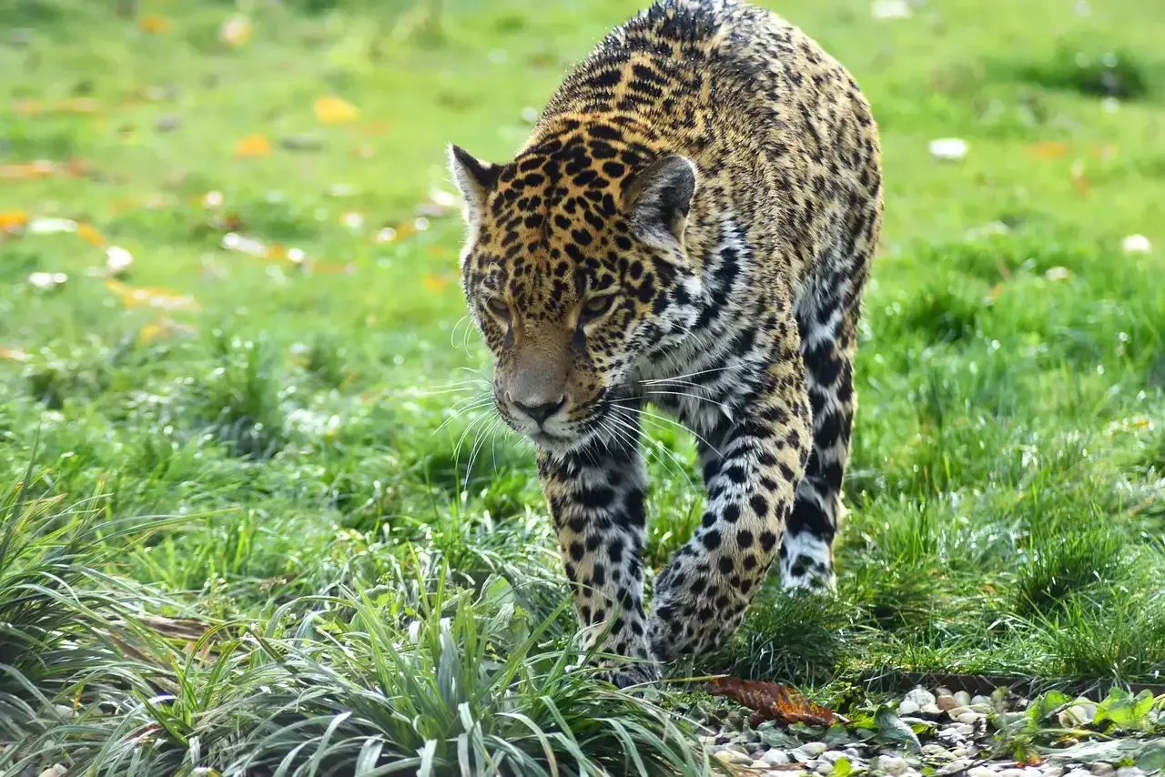 Jaguar horloges voor heren kopen | Stijlvol en betrouwbaar