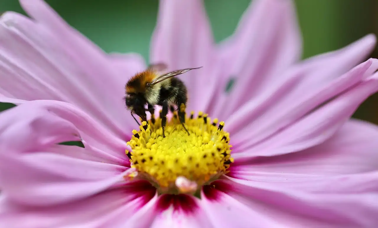 Swiss horloge: Kwaliteit en precisie van Zwitserse uurwerken